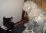 Dec 06 dogs at the door.JPG