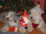 Dec 06 pups and Santa.JPG