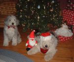 Dec 06 pups and tree.JPG