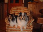 Dharma and Amy in chair.JPG