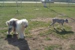 Dixie and Bosley at the park.JPG