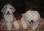 Dixie and Bosley buds.JPG