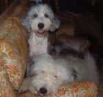Dixie and Bosley heads on couch.JPG