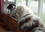 Dixie and Bosley on the window sill.JPG