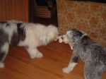 Dixie and Bosley tugging.JPG