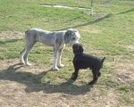 Dixie and friend at the park.JPG