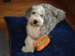 Dixie and hot dog.JPG