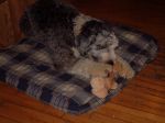 Dixie and stuffy.JPG