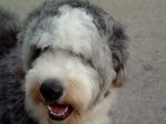 Dixie clean face.JPG