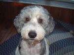 Dixie face shaved.JPG
