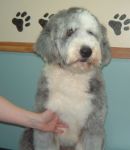 Dixie sitting fluffy.JPG