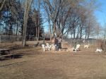 Dog park fire pit and woods.JPG