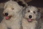 Dogs heads on rug Sept 06.JPG