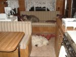 Dogs sleeping inside trailer.JPG