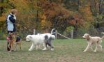 Erin Mills park Bosley and friends.JPG