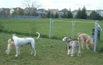 Erin Mills park Dixie and friends.JPG