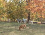 Erin Mills park in fall.JPG