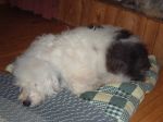 Jan 07 Bosley clean and sleeping.JPG
