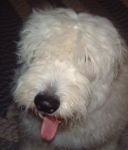 Jan 07 Bosley_s face.JPG