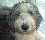 Jan 07 Dixie wet face.JPG
