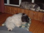 Jan 07 pups snoozing clean.JPG
