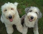 July 2006 Bosley and Dixie faces.JPG