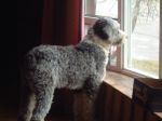 Lil Deb at window.JPG