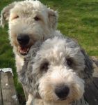 Puppers faces.JPG