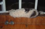 Sept 2006 Bosley snoozing on the window sill.JPG