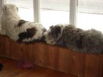 Sheepie snake.JPG