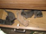 kittens in the drawer.JPG
