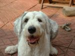 maizie in her garden.JPG