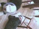 dogbabies.jpg