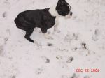 Booger in the snow.JPG