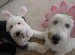 Easter Pups.jpg