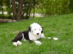 FozHill12wks.JPG