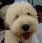 Fozzie_Face[1].JPG