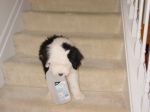 Got Milk2.JPG
