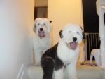 My Big Babies.jpg