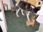 Odin & Wicket.jpg