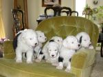 SixPups.jpg