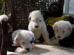 ThreePups.jpg