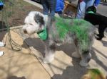 Green Guinness.jpeg