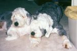 Randy & Barney 4.jpg
