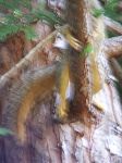 squirrel-3.jpg