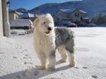 rufus snow.JPG