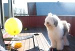 ballong-2.jpg