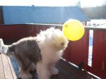 ballong-4.jpg