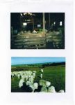 Albert &sheering shed[1].JPG