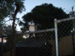 Kookaburra.jpg